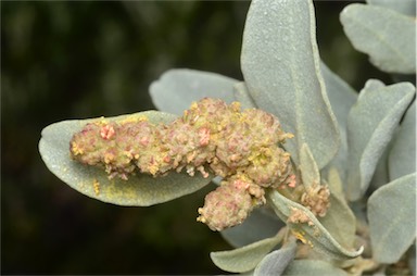 APII jpeg image of Atriplex cinerea  © contact APII