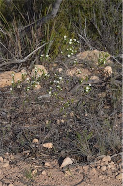 APII jpeg image of Pimelea flava subsp. dichotoma  © contact APII