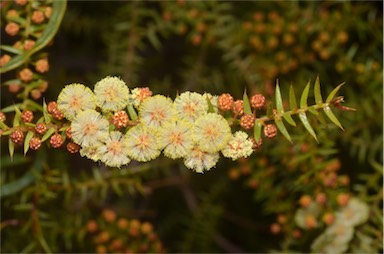 APII jpeg image of Acacia rupicola  © contact APII