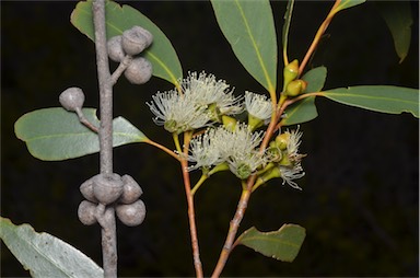 APII jpeg image of Eucalyptus diversifolia subsp. diversifolia  © contact APII