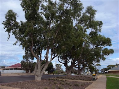 APII jpeg image of Eucalyptus gomphocephala  © contact APII