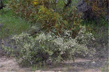 APII jpeg image of Thryptomene micrantha  © contact APII