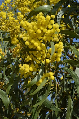 APII jpeg image of Acacia pycnantha  © contact APII