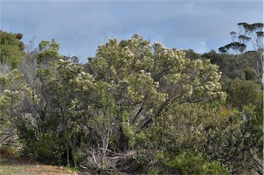 APII jpeg image of Leucopogon parviflorus  © contact APII