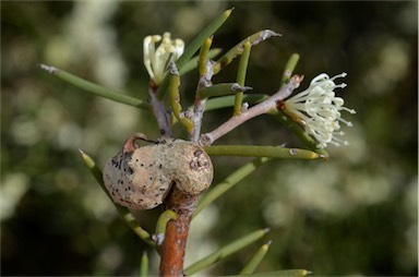 APII jpeg image of Hakea rugosa  © contact APII