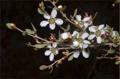 APII jpeg image of Leptospermum coriaceum  © contact APII