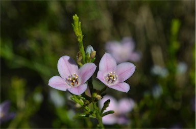 APII jpeg image of Boronia coerulescens subsp. coerulescens  © contact APII