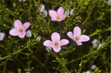 APII jpeg image of Boronia coerulescens subsp. coerulescens  © contact APII