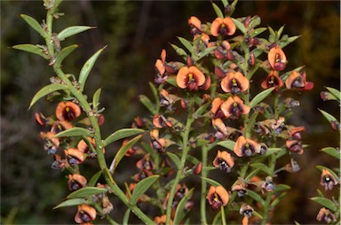 APII jpeg image of Daviesia asperula subsp. obliqua  © contact APII