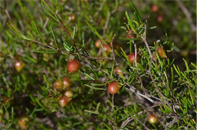 APII jpeg image of Dodonaea hexandra  © contact APII