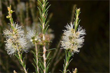 APII jpeg image of Melaleuca lanceolata  © contact APII