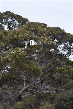 APII jpeg image of Eucalyptus gracilis  © contact APII