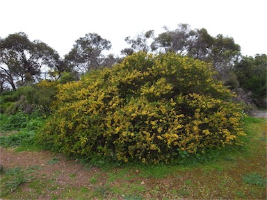 APII jpeg image of Acacia paradoxa  © contact APII