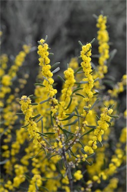 APII jpeg image of Acacia farinosa  © contact APII