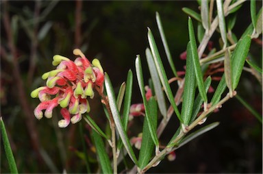 APII jpeg image of Grevillea aspera  © contact APII