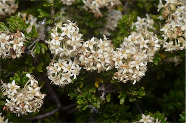 APII jpeg image of Pomaderris obcordata  © contact APII