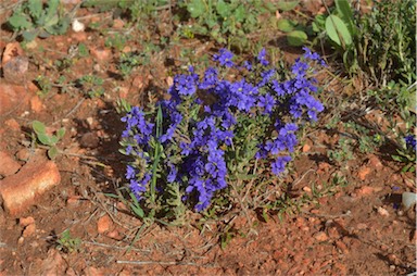 APII jpeg image of Dampiera rosmarinifolia  © contact APII