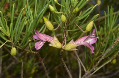 APII jpeg image of Eremophila alternifolia  © contact APII