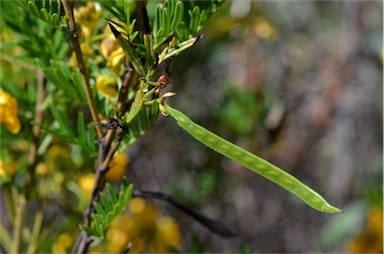 APII jpeg image of Senna aciphylla  © contact APII