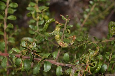 APII jpeg image of Acacia acinacea 'Ruby Tips'  © contact APII