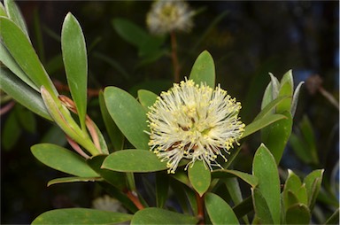 APII jpeg image of Melaleuca globifera  © contact APII