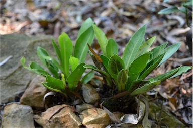 APII jpeg image of Asplenium goudeyi  © contact APII