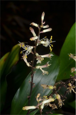 APII jpeg image of Cordyline murchisoniae  © contact APII