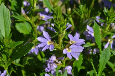 APII jpeg image of Scaevola 'Blue Print'  © contact APII