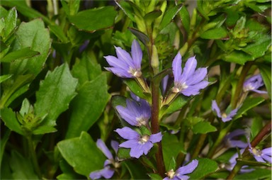 APII jpeg image of Scaevola 'Fairy Blue'  © contact APII