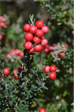 APII jpeg image of Acrothamnus hookeri  © contact APII