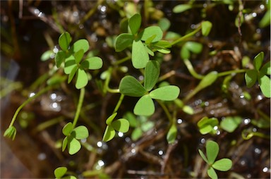 APII jpeg image of Marsilea costulifera  © contact APII