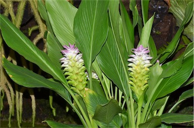 APII jpeg image of Curcuma australasica  © contact APII