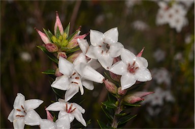 APII jpeg image of Epacris barbata  © contact APII