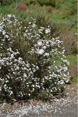 APII jpeg image of Epacris barbata  © contact APII