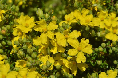 APII jpeg image of Hibbertia serpyllifolia  © contact APII