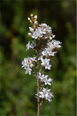 APII jpeg image of Epacris graniticola  © contact APII