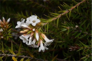 APII jpeg image of Epacris lanuginosa  © contact APII