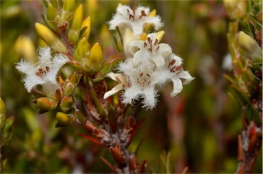 APII jpeg image of Pentachondra ericifolia  © contact APII