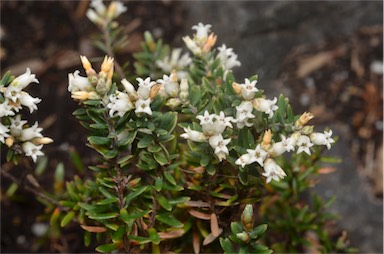 APII jpeg image of Acrothamnus montanus  © contact APII