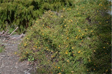 APII jpeg image of Bossiaea cordigera  © contact APII