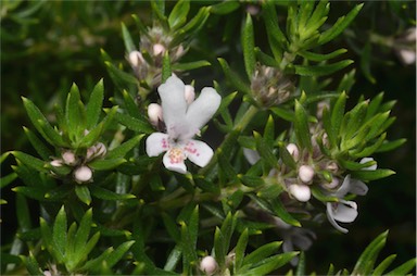 APII jpeg image of Westringia brevifolia  © contact APII