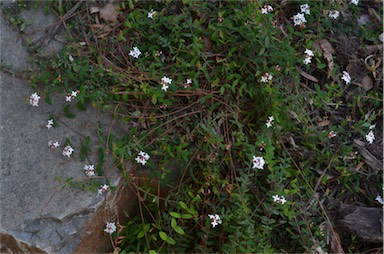 APII jpeg image of Pimelea filiformis  © contact APII