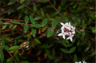 APII jpeg image of Pimelea filiformis  © contact APII