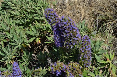 APII jpeg image of Echium candicans  © contact APII