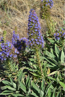 APII jpeg image of Echium candicans  © contact APII