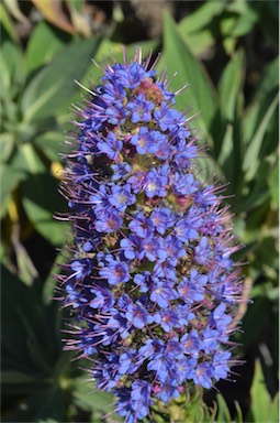 APII jpeg image of Echium candicans  © contact APII