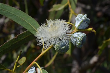 APII jpeg image of Eucalyptus globulus subsp. globulus  © contact APII