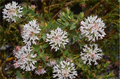 APII jpeg image of Pimelea sylvestris  © contact APII