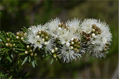 APII jpeg image of Kunzea ambigua  © contact APII