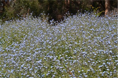 APII jpeg image of Myosotis sylvatica  © contact APII